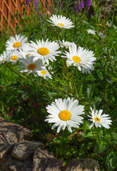 Obraz premium Leucanthemum, shasta daisy's blooming in the sunlight
