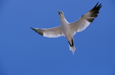 Obraz premium Northern Gannet, sula bassana, Adult in Flight, Bonaventure Island in Quebec