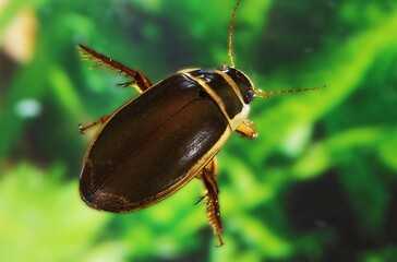 Great Diving Beetle, dytiscus marginalis, Adult