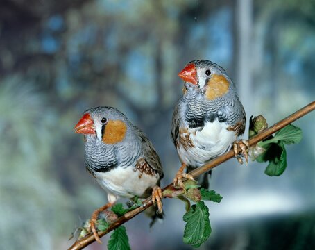 Zebra Finch, taeniopygia guttata, Males standing on Branch