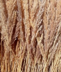 dried flowers, dry grass, cereals, meadow plants background