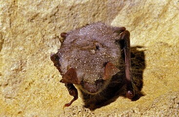 Mouse-Eared Bat, myotis myotis, Adult Hibernating in a Cave, Humidity drops on its Back