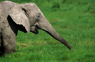 Naklejka na ściany i meble African Elephant, loxodonta africana, Adult eating Grass, Kenya
