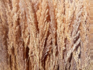 dried flowers, dry grass, cereals, meadow plants background