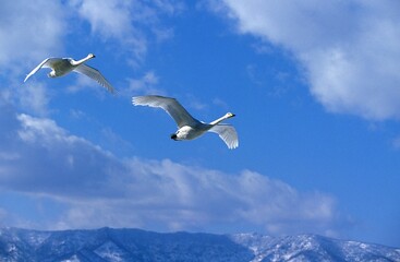 Whooper Swan, cygnus cygnus, Pair in Flight, Hokkaido Island in Japan