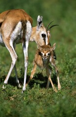 Thomson's Gazelle, gazella thomsoni, Mother with Newborn Young, Masai Mara Park in Kenya