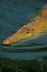 Nile Crocodile, crocodylus niloticus, Adult in Mara River, Masai Mara Park in Kenya