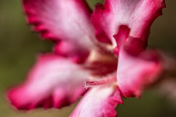 Impala lelie macro taken from the front