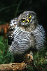 Northern Hawk Owl, surnia ulula, Juvenile