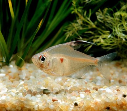 Bleeding Heart Tetra, hyphessobrycon rubrostigma