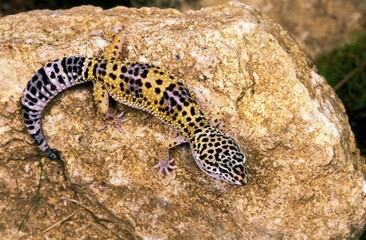 Leopard Gecko, eublepharis macularius