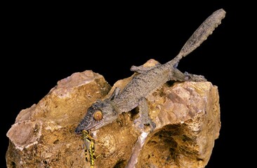 Leaf-Tailed Gecko, uroplatus fimbriatus, Adult eating Grasshoper