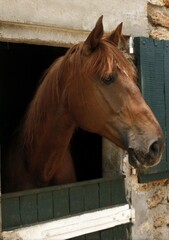 Portrait of Horse at Stable