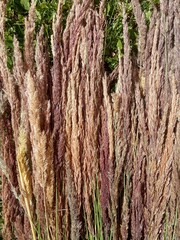 Obraz premium dried flowers, dry grass, cereals, meadow plants background