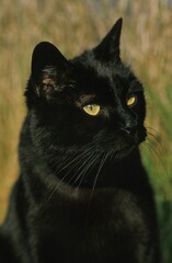 Black Domestic Cat, Portrait of Adult