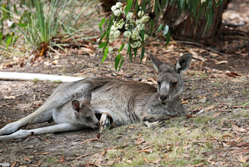 Fototapeta premium Mama kangaroo with her baby resting - Eastern Grey Kangaroo - Anglesea Golf Course, Victoria, Australia