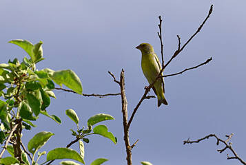 Greenfinch perched on a branch against a clear blue sky background