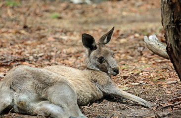 Naklejka na ściany i meble Kangaroo resting on the ground - Eastern Grey Kangaroo - Anglesea Golf Course, Victoria, Australia