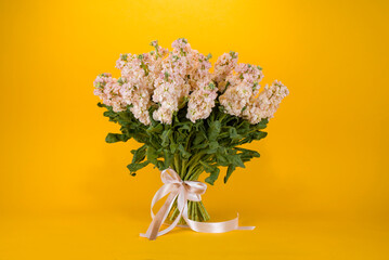 Luxurious bouquet of Matthiola on a yellow background