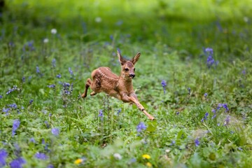 Roe Deer, capreolus capreolus, Fawn running through Flowers, Normandy © slowmotiongli