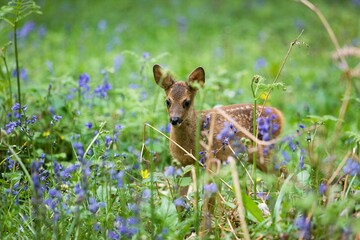Roe Deer, capreolus capreolus, Fawn with Flowers, Normandy