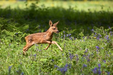 Roe Deer, capreolus capreolus, Fawn running through Flowers, Normandy