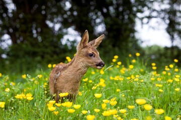 Roe Deer, capreolus capreolus, Fawn with Yellow Flowers, Normandy © slowmotiongli