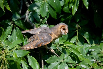 Barn Owl, tyto alba, Adult standing in Chesnut Tree, Vendee in France