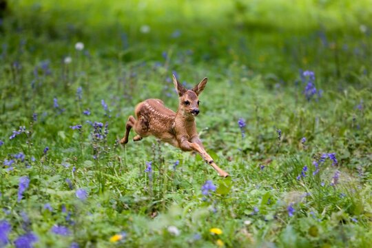 Roe Deer, capreolus capreolus, Fawn running through Flowers, Normandy