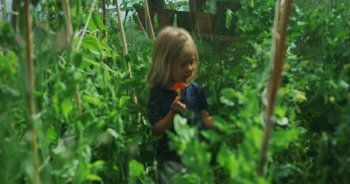 Preschooler piicking edible flowers in vegetable garden