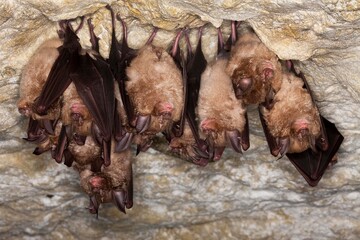 Greater Horsehoe Bat, rhinolophus ferrumequinum, Colony Hibernating in a Cave, Normandy