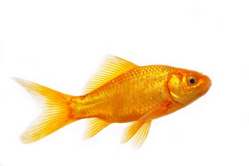 Goldfish, carassius auratus, Adult Against White Background