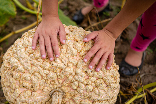 Hands on a bumpy pumpkin