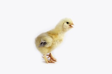 Domestic Chicken, Chick against White Background