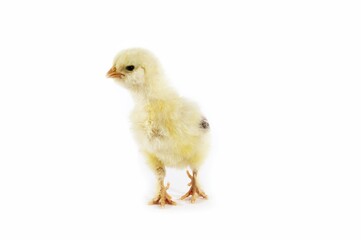 Domestic Chicken, Chick against White Background