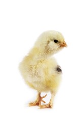 Domestic Chicken, Chick against White Background