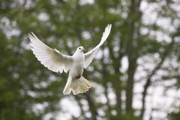 Obraz premium White Fantail Pigeon, Adult in Flight, Normandy