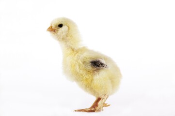 Domestic Chicken, Chick against White Background