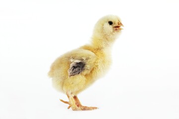 Domestic Chicken, Chick against White Background