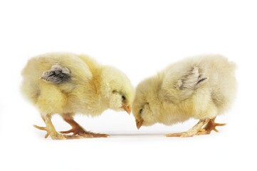 Domestic Chicken, Chicks against White Background