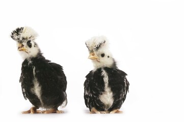 French Chicken called Faverolle, Chicks against White Background