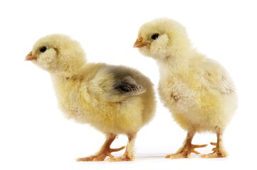 Domestic Chicken, Chicks against White Background