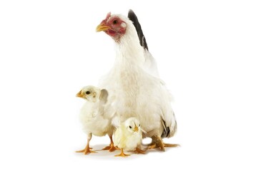 Nagasaki Domestic Chicken, Hen with Chicks against White Background
