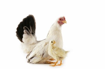 Nagasaki Domestic Chicken, Hen with Chick against White Background