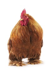 Brahma Perdrix Chicken, an Breed from India, Cockerel against White Background