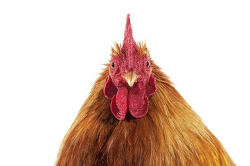 Brahma Perdrix Chicken, an Breed from India, Cockerel against White Background