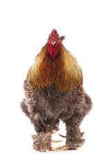 Brahma Perdrix Chicken, an Breed from India, Cockerel against White Background
