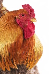 Brahma Perdrix Chicken, an Breed from India, Cockerel against White Background