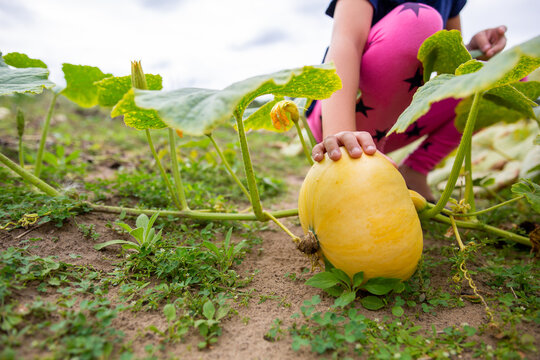 Child harvesting squash in fall