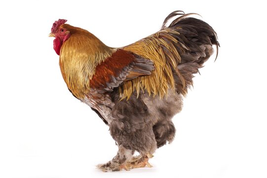 Brahma Perdrix Chicken, an Breed from India, Cockerel against White Background